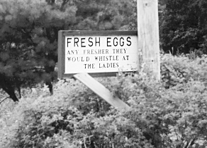 fresh eggs (88k)