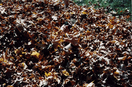 leaf pile pic
